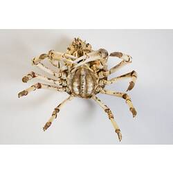 <em>Leptomithrax gaimardii</em>, Giant Spider Crab. [J 46721.10]