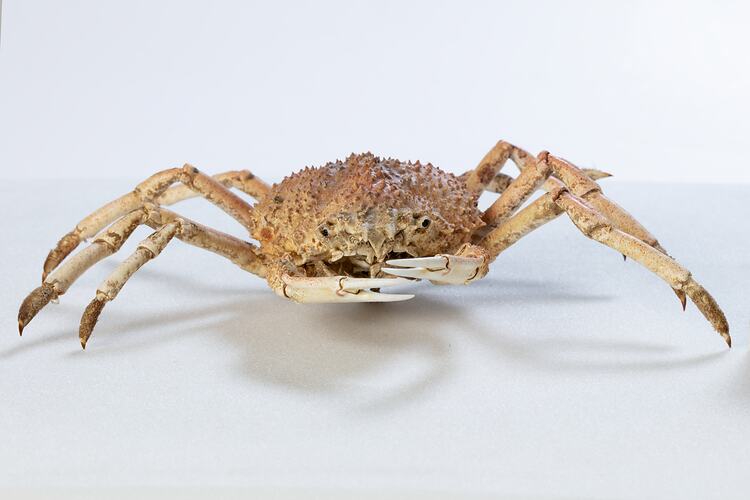 <em>Leptomithrax gaimardii</em>, Giant Spider Crab. [J 46721.18]