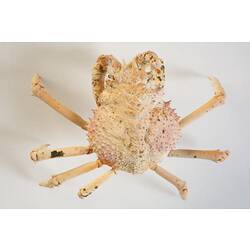 <em>Leptomithrax gaimardii</em>, Giant Spider Crab. [J 46721.30]