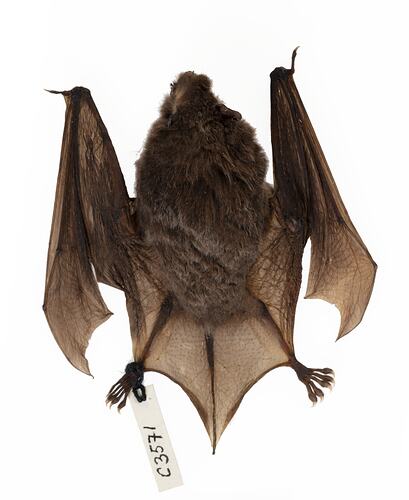 Bat specimen lying on front.