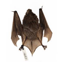 Bat specimen lying on front.