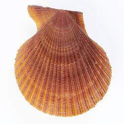 Orange scallop shell.