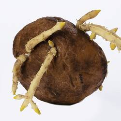 Irregularly shaped brown model of a potato with protruding white roots.