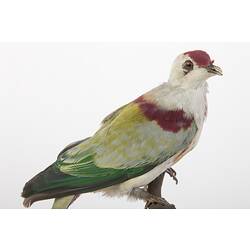 <em>Ptilinopus perousii mariae</em>, Many-coloured Fruit-Dove, mount.  Registration no. 34921.