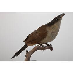 <em>Centropus senegalensis senegalensis</em>, Senegal Coucal, mount.  John Gould Collection.  Registration no. 14010.
