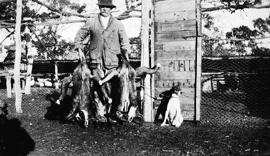 [Foxes were the particular scourge of the poultry farmer, Birchip, 1929.]