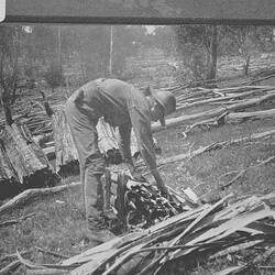 Negative - Collecting Wattle Bark for Tanning, Bairnsdale District, Victoria, 1923