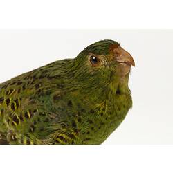 Mottled green parrot specimen mount, head detail.