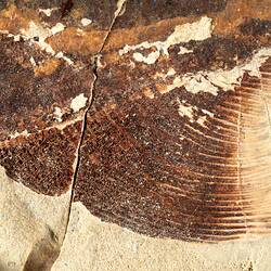 Brown fossil fish in pale matrix, detail.