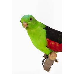 Mounted parrot specimen with bright green and red feathers.