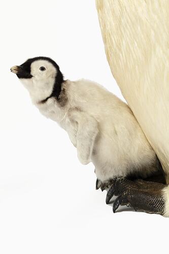 Mounted penguin chick resting on the feet of at adult penguin.