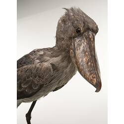 Detail of mounted Shoebill specimen showing large beak.