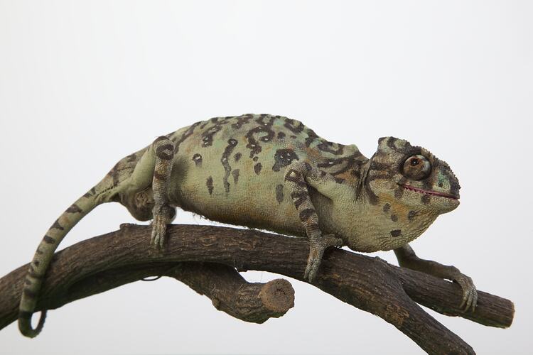 Chamaeleon specimen mounted on branch.