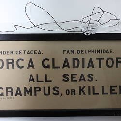 Exhibition Label - Orca Gladiator (now Orcinus orca), National Museum of Victoria, Parkville, circa 1880