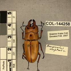 Shiny brown beetle specimen with large mandibles, pinned next to text labels.
