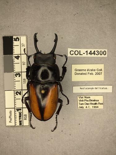 Shiny brown beetle specimen with large mandibles, pinned next to text labels.