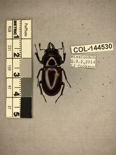 Shiny brown beetle specimen with large mandibles, pinned next to text labels.