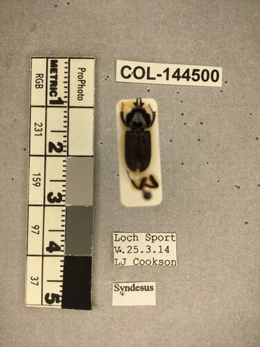 Shiny brown beetle specimen with large mandibles, pinned next to text labels.