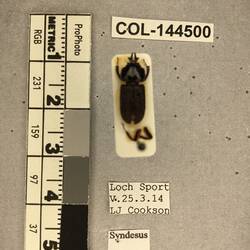 Shiny brown beetle specimen with large mandibles, pinned next to text labels.