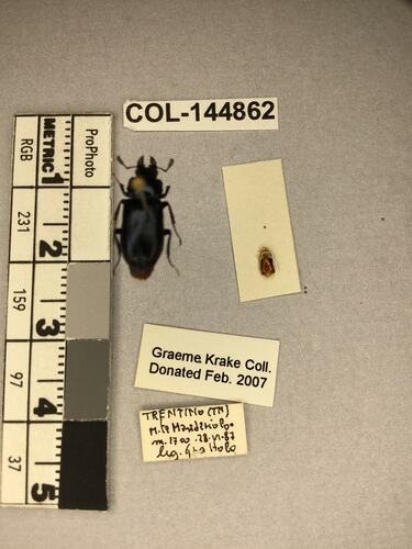 Shiny brown beetle specimen with large mandibles, pinned next to text labels.