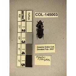 Dorsal view of pinned beetle specimen with labels.
