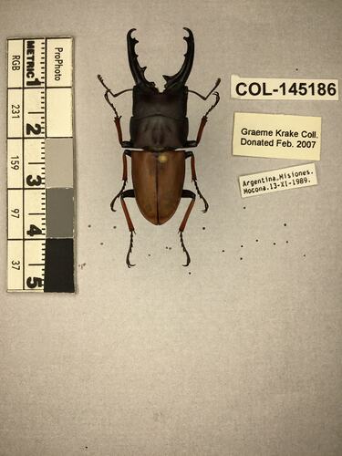 Shiny brown beetle specimen with large mandibles, pinned next to text labels.