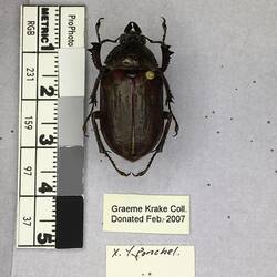 Shiny brown beetle specimen with large mandibles, pinned next to text labels.