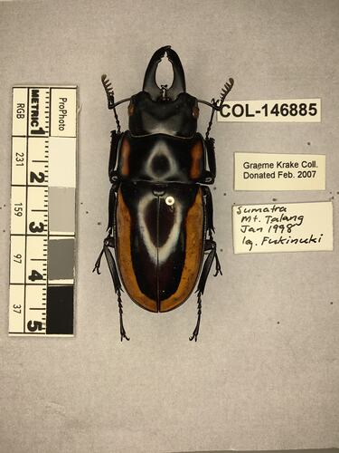 Shiny brown beetle specimen with large mandibles, pinned next to text labels.