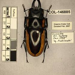 Shiny brown beetle specimen with large mandibles, pinned next to text labels.