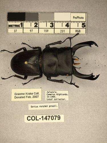 Shiny brown beetle specimen with large mandibles, pinned next to text labels.
