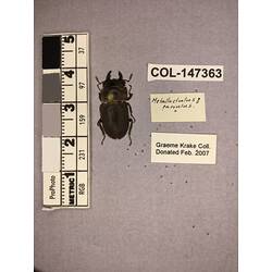 Dorsal view of pinned beetle specimen with labels.