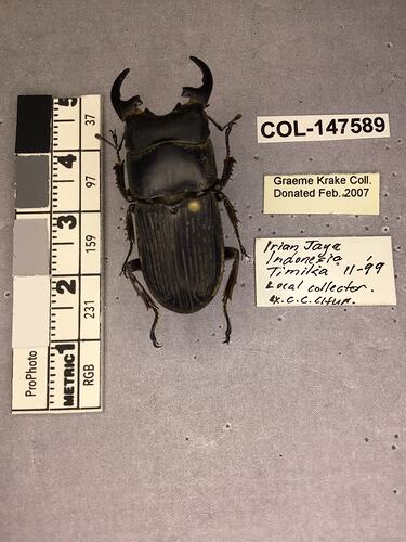 Shiny brown beetle specimen with large mandibles, pinned next to text labels.