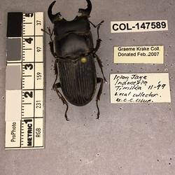 Shiny brown beetle specimen with large mandibles, pinned next to text labels.