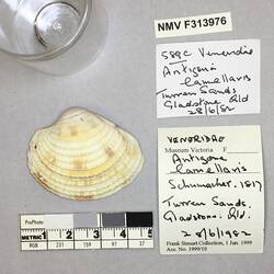 Dry Venus Clam shell beside labels.