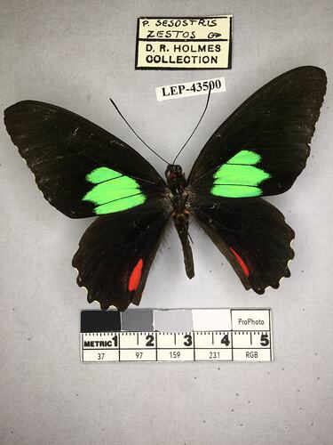 Pinned butterfly specimen beside label.