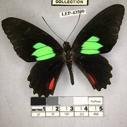 Pinned butterfly specimen beside label.