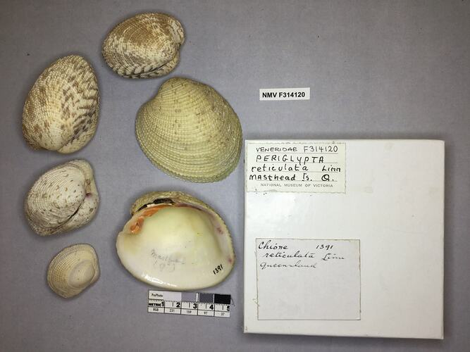 Dry Venus Clam shells beside labels.