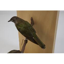 <em>Chalcites lucidus</em>, Shining Bronze-Cuckoo. [B 21263]