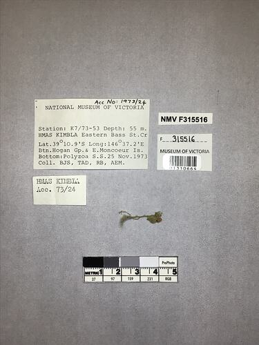 Dry stony coral specimen beside labels.