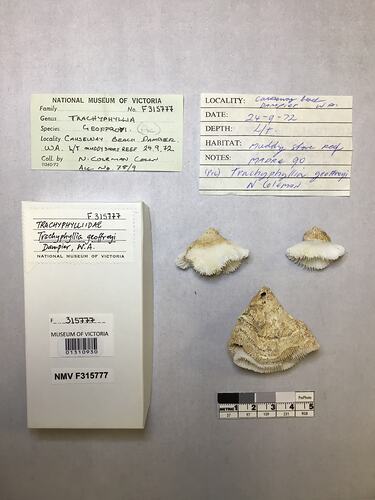 Dry coral specimens beside labels.