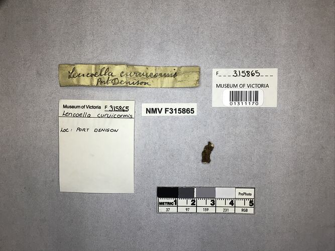 Dry soft coral specimen beside labels.