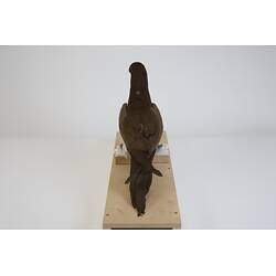 <em>Sula leucogaster plotus</em>, Brown Booby. [B 20950]