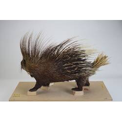 <em>Hystrix cristata</em>, Crested Porcupine. [C 30179]