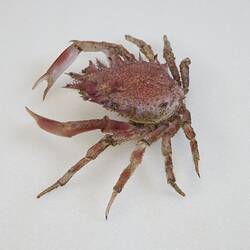 <em>Maja crispata</em>, Lesser Spider Crab. [J 44706]