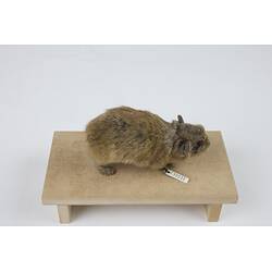 <em>Ochotona alpina</em>, Alpine Pika. [C 30033]