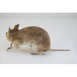 <em>Perameles nasuta</em>, Southern Long-nosed Bandicoot. [C 7012]