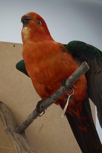 <em>Alisterus scapularis</em>, Australian King-parrot. [B 21647]