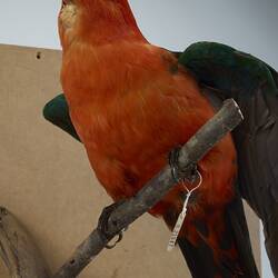 Our Wondrous Planet, Our Wild Family: Taxidermy Mount - Australian King-parrot, <em>Alisterus scapularis</em> (Lichtenstein, 1816)