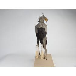 <em>Sagittarius serpentarius</em>, Secretarybird. [28225]