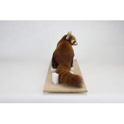 <em>Ailurus fulgens</em>, Himalayan Red Panda. [C 2568]